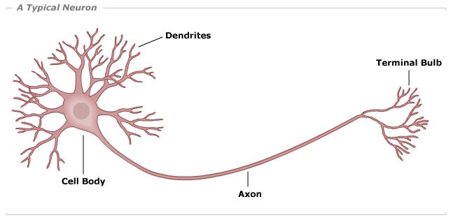 neuron