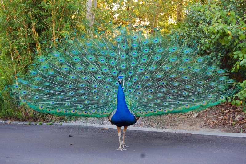 Peacock