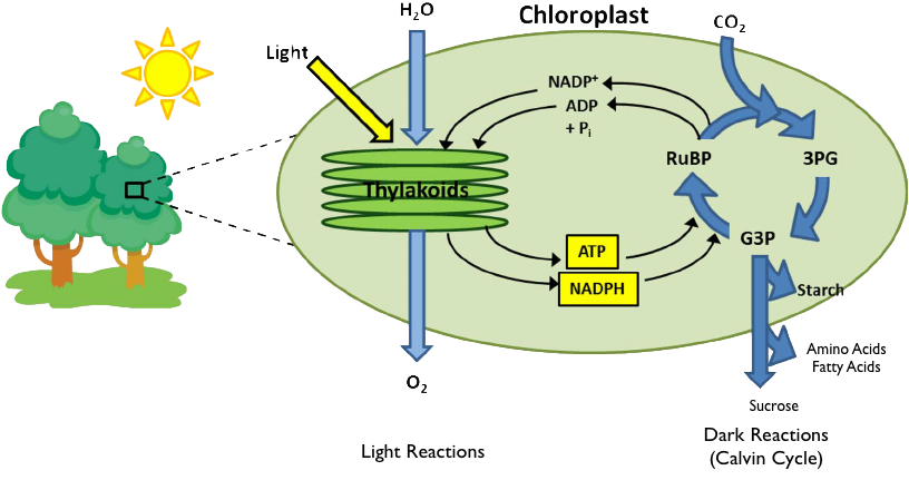 Photosynthesis