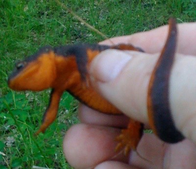 Salamander