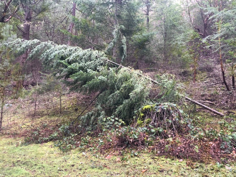 TreeDown2