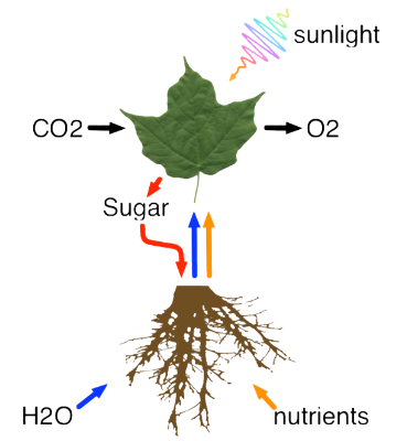 TreeProcess